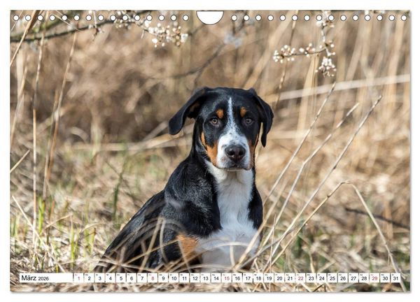 Produktbild: Gro&szlig;er Schweizer Sennenhund (Wandkalender 2026 DIN A4 quer), CALVENDO Monatskalender