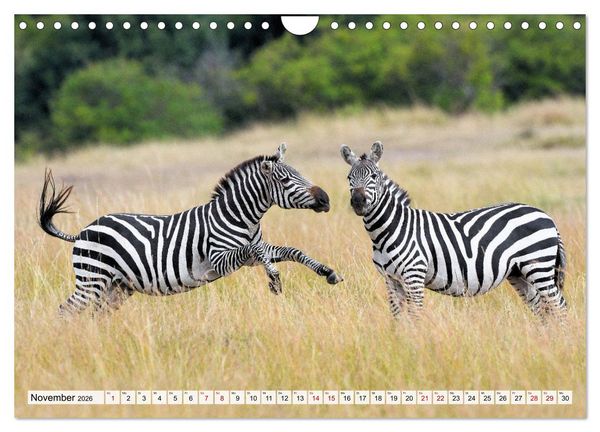 Produktbild: Faszination Afrika: Zebras (Wandkalender 2026 DIN A4 quer), CALVENDO Monatskalender