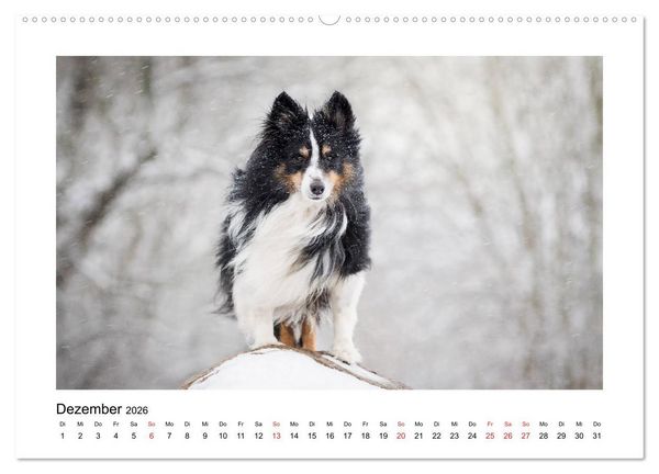 Produktbild: Herzensshelties - Shetland Sheepdogs (hochwertiger Premium Wandkalender 2026 DIN A2 quer), Kunstdruck in Hochglanz