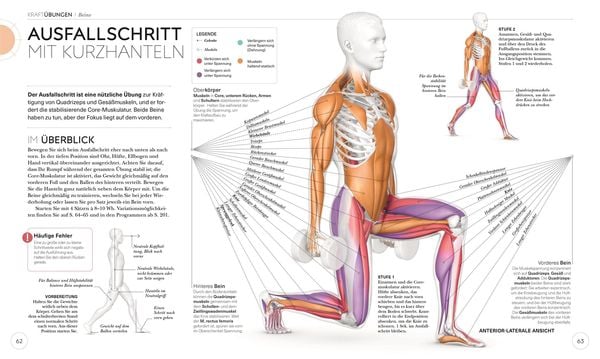 Krafttraining – Die Anatomie verstehen