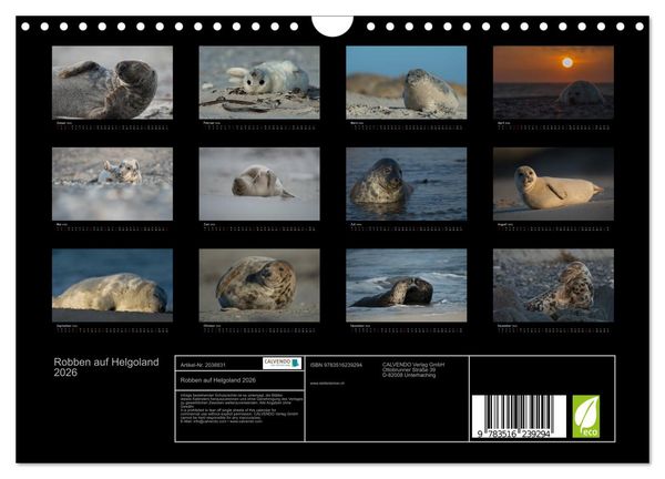 Produktbild: Robben auf Helgoland 2026 (Wandkalender 2026 DIN A4 quer), CALVENDO Monatskalender