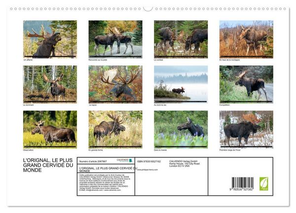 Produktbild: L'ORIGNAL, LE PLUS GRAND CERVID&Eacute; DU MONDE (Calendrier mural 2026 DIN A2 vertical) calendrier de bureau