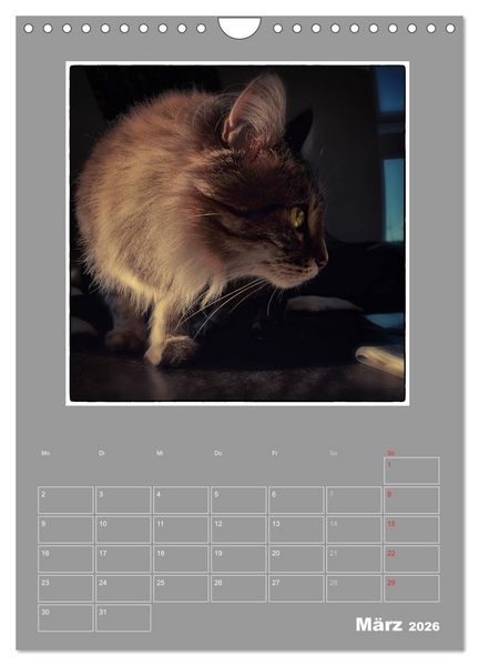 Produktbild: Katzen Blues / Planer (Wandkalender 2026 DIN A4 hoch), CALVENDO Monatskalender