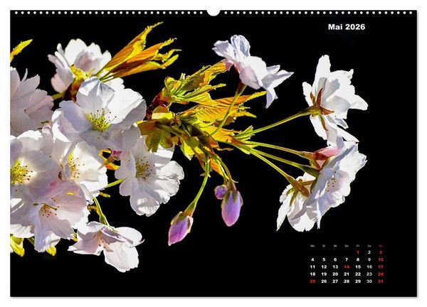 Produktbild: Der Natur auf der Spur - Makro-Fotografien der besonderen Art (hochwertiger Premium Wandkalender 2026 DIN A2 quer), Kunstdruck in Hochglanz