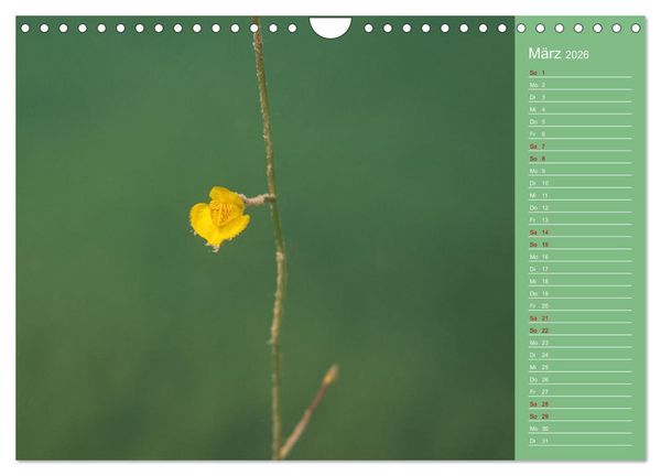 Produktbild: Baggersee - die gr&uuml;ne Welt (Wandkalender 2026 DIN A4 quer), CALVENDO Monatskalender