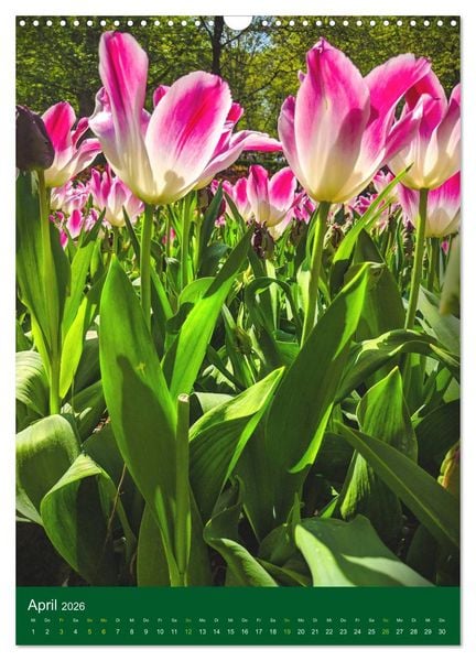 Produktbild: Tulpen. Bunter Fr&uuml;hling (Wandkalender 2026 DIN A3 hoch), CALVENDO Monatskalender