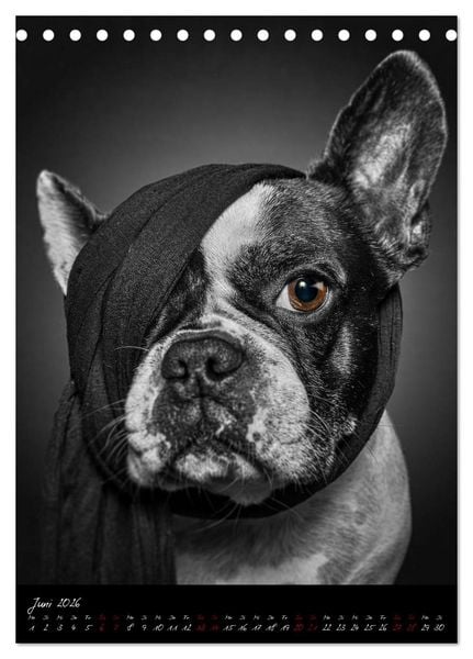 Produktbild: Hunde-Augen-Blicke (Tischkalender 2026 DIN A5 hoch), CALVENDO Monatskalender