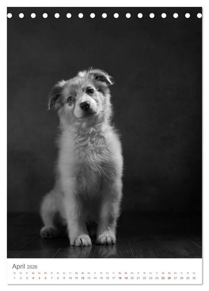 Produktbild: Fine Art Hundeportraits (Tischkalender 2026 DIN A5 hoch), CALVENDO Monatskalender