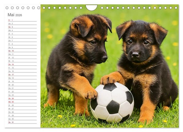 Produktbild: Sch&auml;ferhundliebe - Deine t&auml;gliche Dosis Welpenfreude &ndash; ganz ohne Gassi. (Wandkalender 2026 DIN A4 quer), CALVENDO Monatskalender