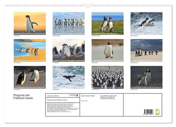 Produktbild: Pinguine der Falkland Inseln (Wandkalender 2026 DIN A2 quer), CALVENDO Monatskalender