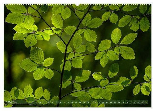 Produktbild: Spaziergang im Wald (hochwertiger Premium Wandkalender 2026 DIN A2 quer), Kunstdruck in Hochglanz