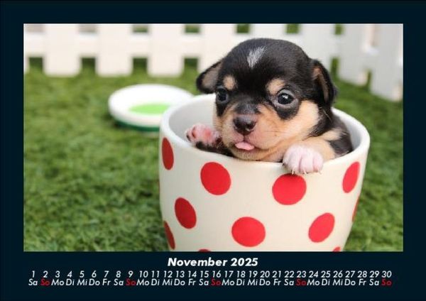 Produktbild: Hundezauber 2025 Fotokalender DIN A5