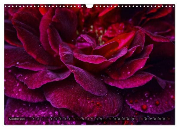 Produktbild: Gothic Rose - Rosen aus dem Garten der Finsternis (Wandkalender 2026 DIN A3 quer), CALVENDO Monatskalender