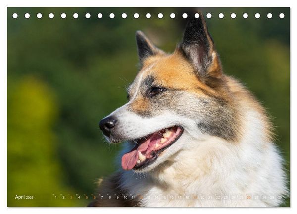 Produktbild: Islandhunde im Portrait (Tischkalender 2026 DIN A5 quer), CALVENDO Monatskalender