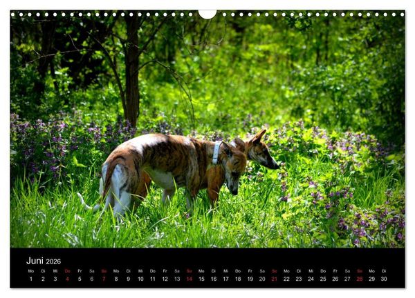 Produktbild: Whippet 2026 (Wandkalender 2026 DIN A3 quer), CALVENDO Monatskalender
