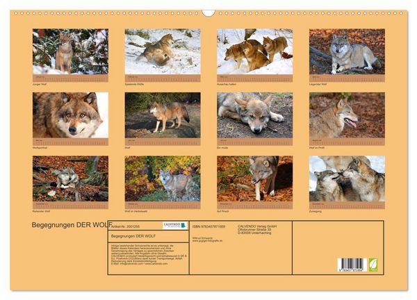 Produktbild: Begegnungen DER WOLF (Wandkalender 2026 DIN A2 quer), CALVENDO Monatskalender