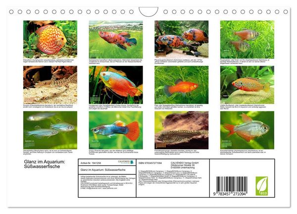 Produktbild: Glanz im Aquarium: S&uuml;&szlig;wasserfische (Wandkalender 2026 DIN A4 quer), CALVENDO Monatskalender