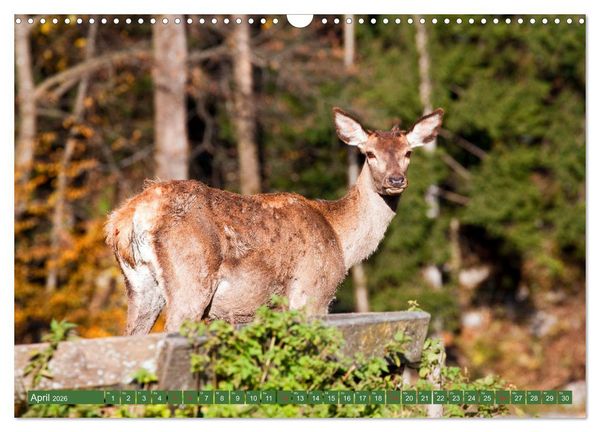 Produktbild: Waidmannsheil und Waidmannsdank (Wandkalender 2026 DIN A3 quer), CALVENDO Monatskalender