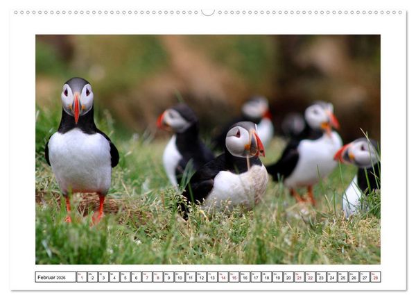 Produktbild: Papageientaucher 2026 - Magische V&ouml;gel des Nordmeers (Wandkalender 2026 DIN A2 quer), CALVENDO Monatskalender