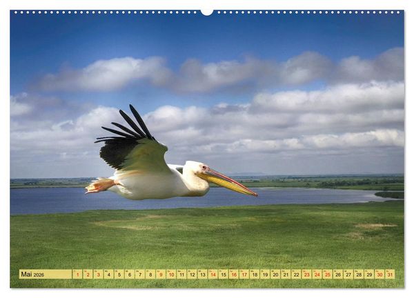 Produktbild: Donaudelta - Europas gro&szlig;es Vogelparadies (Wandkalender 2026 DIN A2 quer), CALVENDO Monatskalender