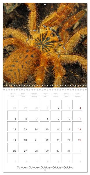 Produktbild: Spider synphony (Wall Calendar 2026 12 &times; 12 Inch) CALVENDO 12 Month Wall Calendar