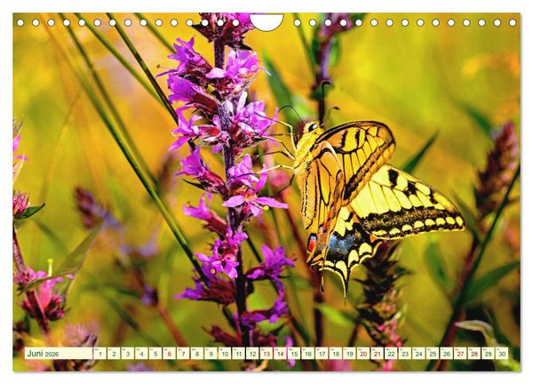 Produktbild: Ein au&szlig;ergew&ouml;hnliches Schauspiel (Wandkalender 2026 DIN A4 quer), CALVENDO Monatskalender
