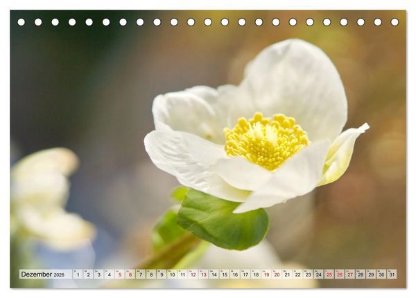 Produktbild: Wenn Bl&uuml;ten tr&auml;umen tanzt das Licht (Tischkalender 2026 DIN A5 quer), CALVENDO Monatskalender