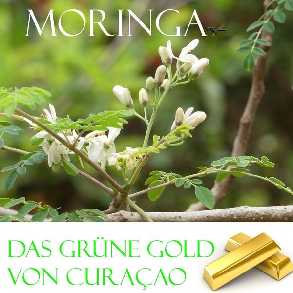 Produktbild: Das gr&uuml;ne Gold von Curacao
