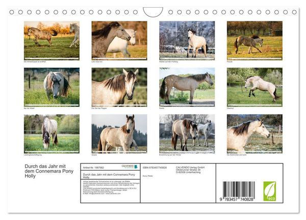 Produktbild: Durch das Jahr mit dem Connemara Pony Holly (Wandkalender 2026 DIN A4 quer), CALVENDO Monatskalender