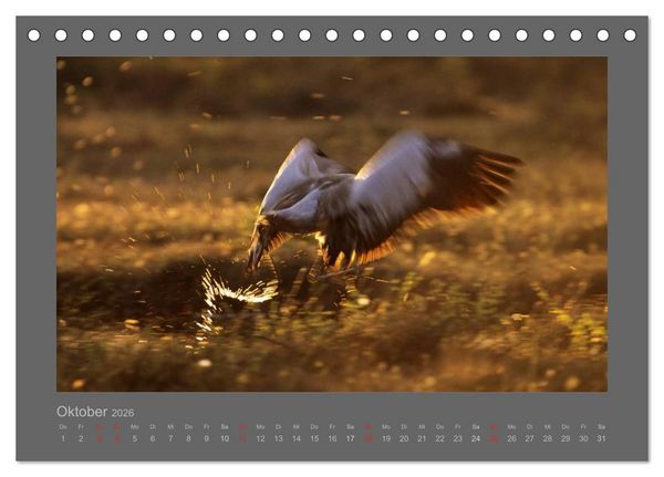 Produktbild: V&Ouml;GEL (Tischkalender 2026 DIN A5 quer), CALVENDO Monatskalender