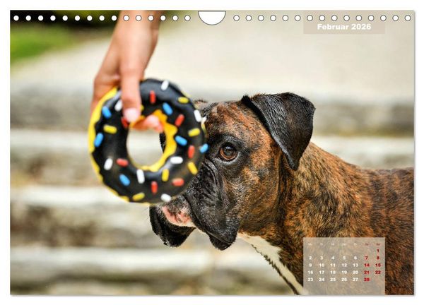 Produktbild: Boxer Frech und fr&ouml;hlich durch das Jahr (Wandkalender 2026 DIN A4 quer), CALVENDO Monatskalender