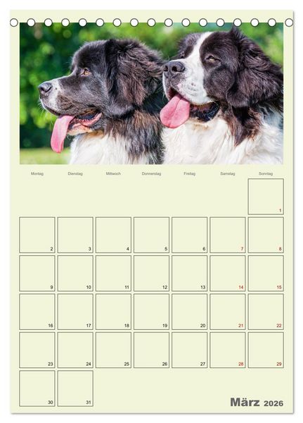 Produktbild: Faszination Landseer - Mit Plan durch das Jahr (Tischkalender 2026 DIN A5 hoch), CALVENDO Monatskalender