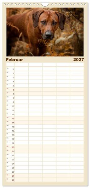 Produktbild: Familienplaner 2027 - Rhodesian Ridgeback - Herzen auf vier Pfoten mit 5 Spalten (Wandkalender, 21 x 45 cm) CALVENDO