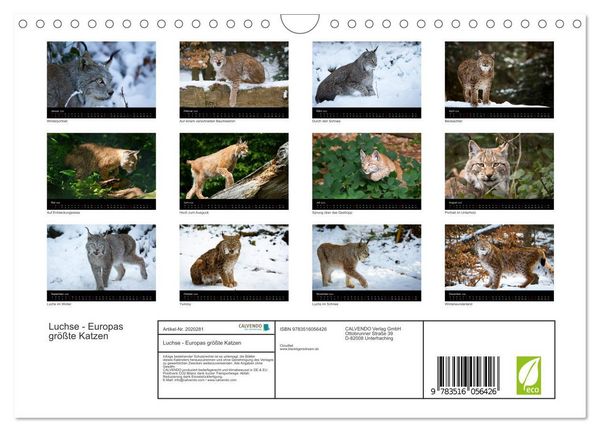Produktbild: Luchse - Europas gr&ouml;&szlig;te Katzen (Wandkalender 2026 DIN A4 quer), CALVENDO Monatskalender