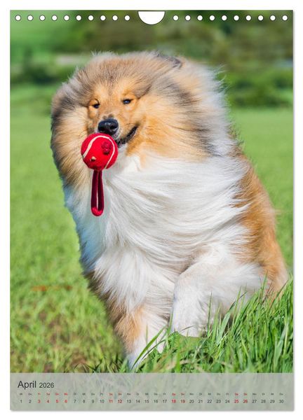 Produktbild: Traumhund Collie - Liebe auf vier Pfoten (Wandkalender 2026 DIN A4 hoch), CALVENDO Monatskalender
