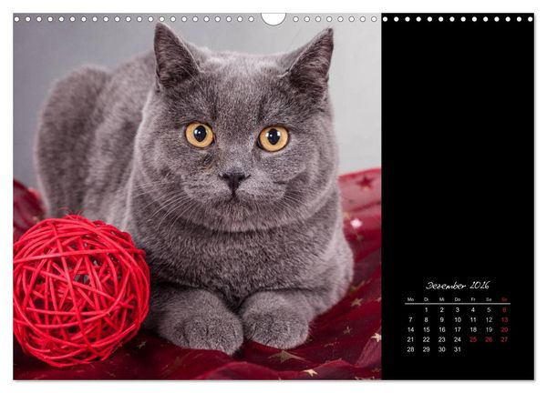 Produktbild: Britisch Kurzhaar Katzen (Wandkalender 2026 DIN A3 quer), CALVENDO Monatskalender