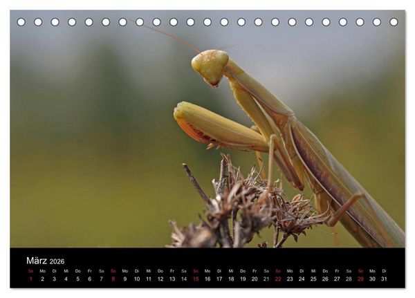 Produktbild: Faszination Gottesanbeterin - Die Welt der Mantis (Tischkalender 2026 DIN A5 quer), CALVENDO Monatskalender