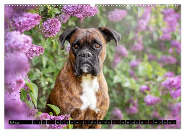 Produktbild: K&auml;the - ein Boxer mit Charme (hochwertiger Premium Wandkalender 2026 DIN A2 quer), Kunstdruck in Hochglanz