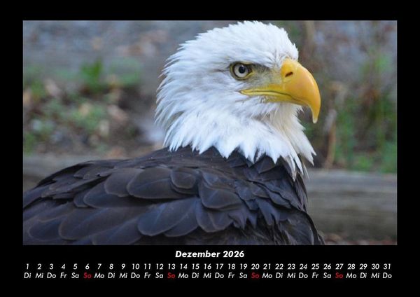 Produktbild: Welt der V&ouml;gel 2026 Fotokalender DIN A3