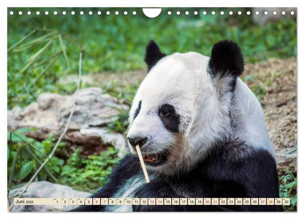 Produktbild: Niedlicher Panda (Wandkalender 2026 DIN A4 quer), CALVENDO Monatskalender