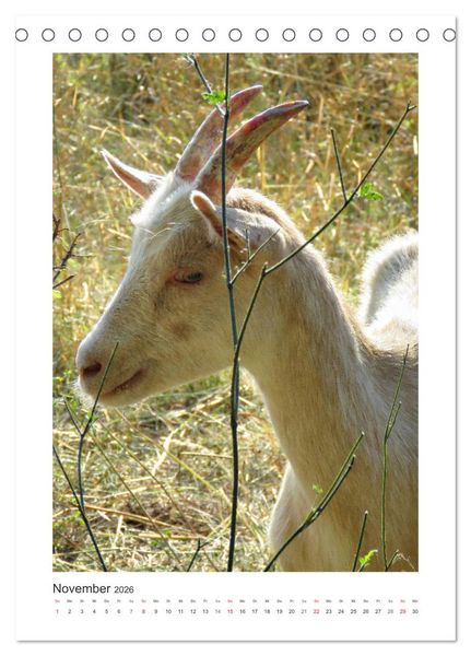 Produktbild: Ziegenportraits (Tischkalender 2026 DIN A5 hoch), CALVENDO Monatskalender