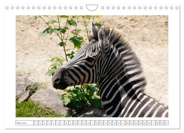 Produktbild: Tiere im Zoo (Wandkalender 2026 DIN A4 quer), CALVENDO Monatskalender