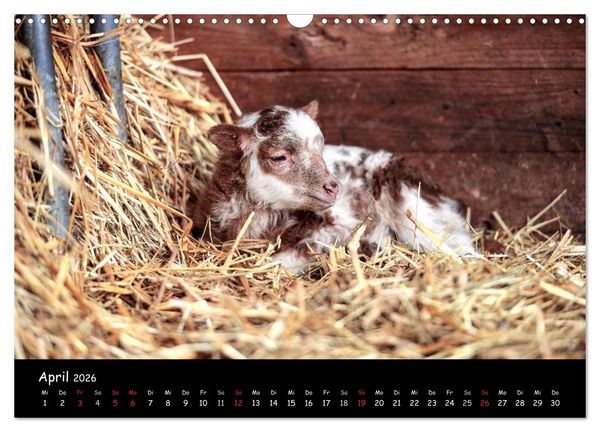 Produktbild: Schafe und L&auml;mmer (Wandkalender 2026 DIN A3 quer), CALVENDO Monatskalender