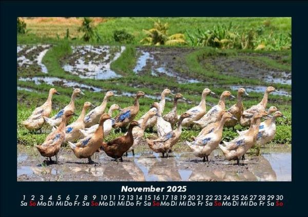 Produktbild: Enten 2025 Fotokalender DIN A5