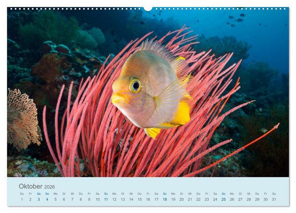 Produktbild: Abenteuer Unterwasser (Wandkalender 2026 DIN A2 quer), CALVENDO Monatskalender