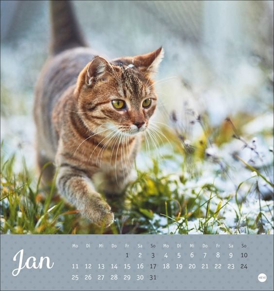Produktbild: Katzen Postkartenkalender Kleine Tiger 2027