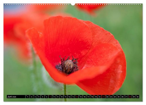 Produktbild: BLUMEN Zauber der Farben und Formen (hochwertiger Premium Wandkalender 2026 DIN A2 quer), Kunstdruck in Hochglanz