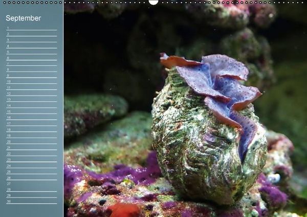 Produktbild: Bunte Riffbewohner - Fische, Anemonen und noch viel mehr (Wandkalender immerw&auml;hrend DIN A2 quer)