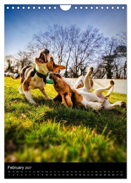 Produktbild: Beagles in action (Wall Calendar 2027 DIN A4 portrait), CALVENDO 12 Month Wall Calendar