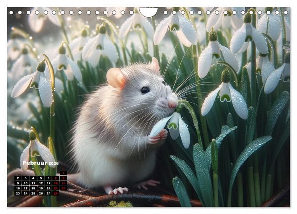 Produktbild: Lustige Ratten (Wandkalender 2026 DIN A4 quer), CALVENDO Monatskalender